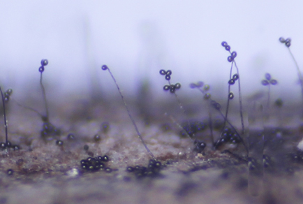 $publishedArticle->coverImageAltText