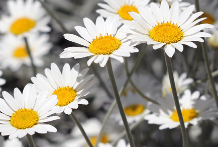 $publishedArticle->coverImageAltText