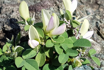 $publishedArticle->coverImageAltText