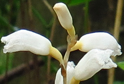 $publishedArticle->coverImageAltText