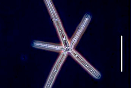 $publishedArticle->coverImageAltText