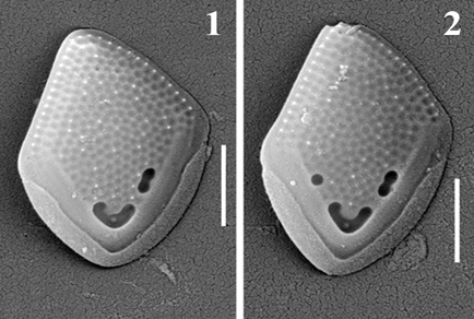 $publishedArticle->coverImageAltText