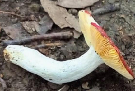 $publishedArticle->coverImageAltText