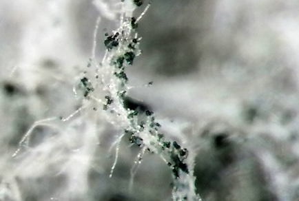 $publishedArticle->coverImageAltText