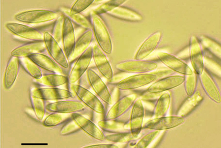 $publishedArticle->coverImageAltText