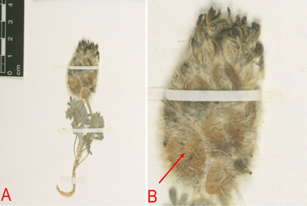 $publishedArticle->coverImageAltText