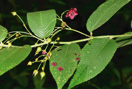 $publishedArticle->coverImageAltText