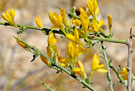 $publishedArticle->coverImageAltText