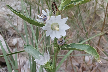 $publishedArticle->coverImageAltText