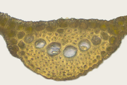 $publishedArticle->coverImageAltText