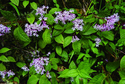 $publishedArticle->coverImageAltText