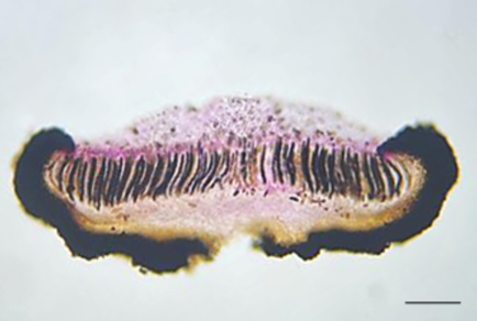 $publishedArticle->coverImageAltText