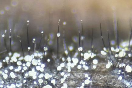 $publishedArticle->coverImageAltText