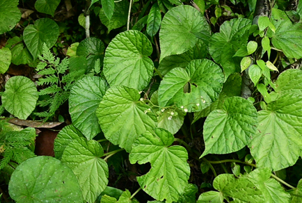 $publishedArticle->coverImageAltText