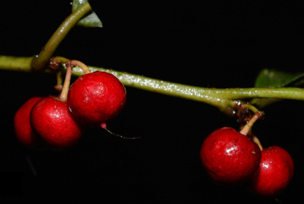 $publishedArticle->coverImageAltText