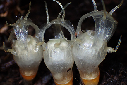 $publishedArticle->coverImageAltText