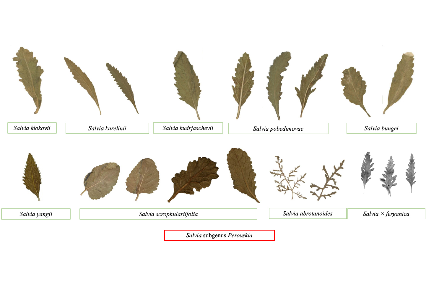 $publishedArticle->coverImageAltText