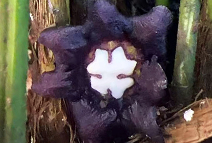 $publishedArticle->coverImageAltText