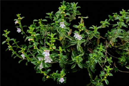 $publishedArticle->coverImageAltText