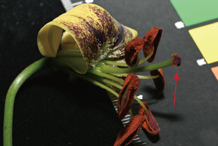 $publishedArticle->coverImageAltText