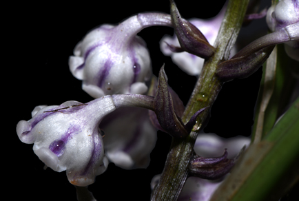 $publishedArticle->coverImageAltText