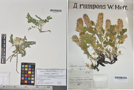 $publishedArticle->coverImageAltText