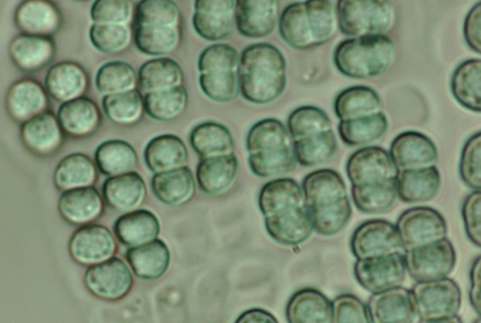 $publishedArticle->coverImageAltText