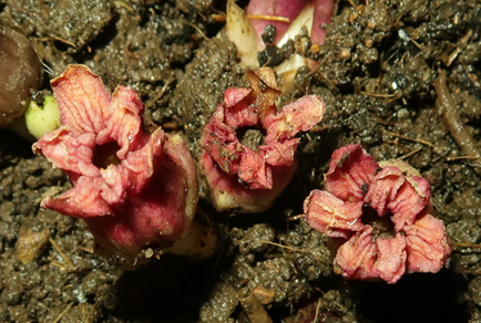 $publishedArticle->coverImageAltText