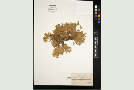 $publishedArticle->coverImageAltText