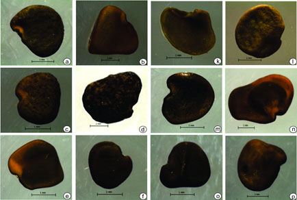 $publishedArticle->coverImageAltText